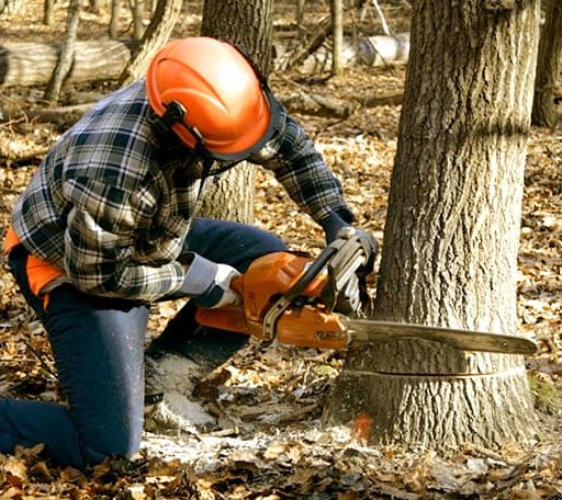 Tree Removal in Lake Waccamaw, NC